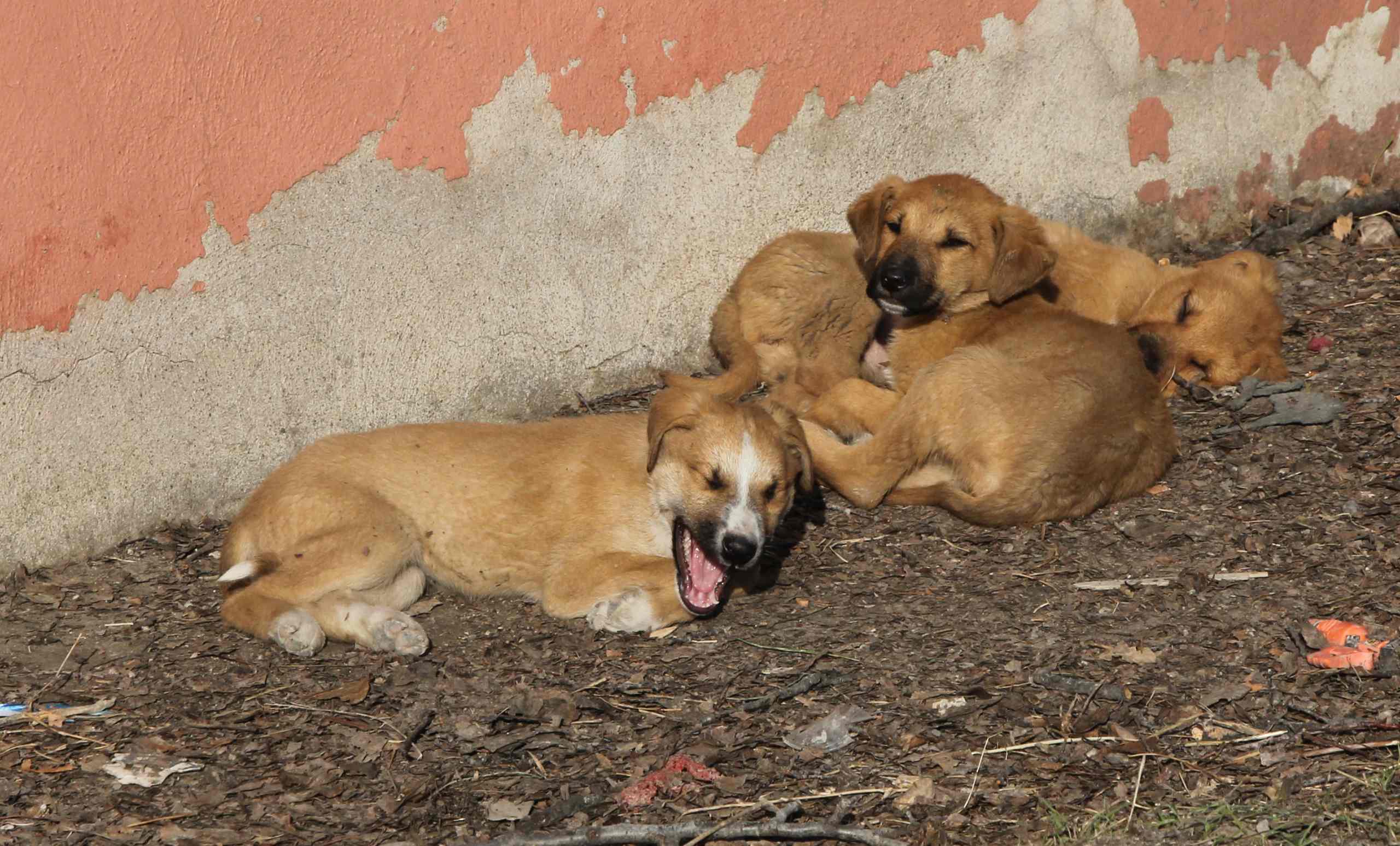 Beypazarı Belediye Başkanı Dr. Özer Kasap: Hayvan barınağını daha modern hale getireceğiz