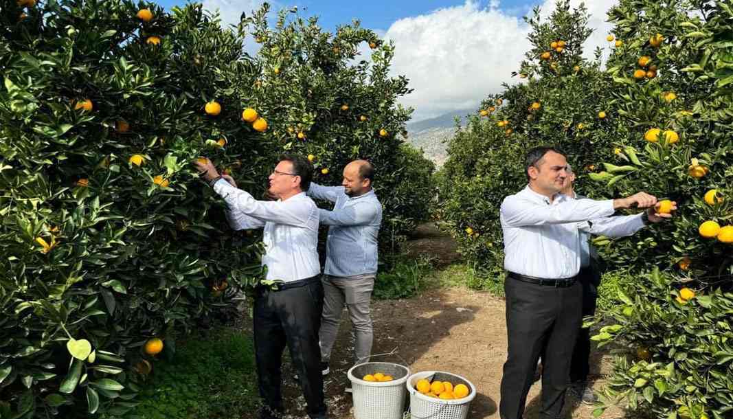 Finike portakal hasadı başladı